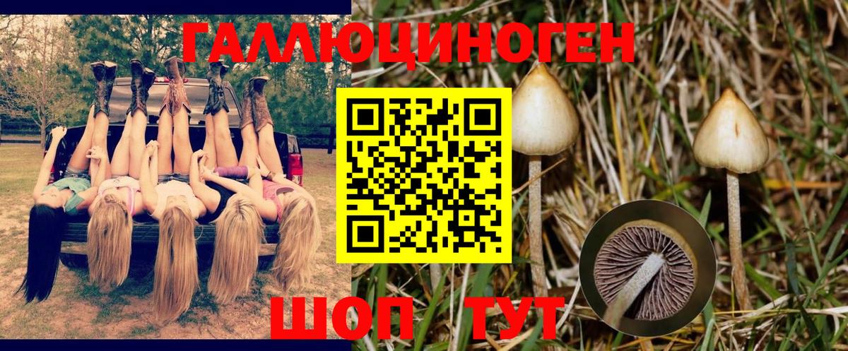 Псилоцибиновые грибы Psilocybe  Вход с VPN  цена   Галлюциногенные грибы ЛСД  Луга 